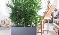 7 loại cây lọc thanh không khí nên trồng trong nhà để hỗ trợ sức khỏe